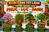 4 cây cảnh tốt lành trồng trong sân Phúc - Lộc - Danh đua nhau tới