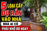 5 loại cây dụ rắn vào nhà, nhà ai có phải nhổ bỏ ngay
