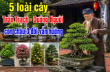 5 loài cây Trấn Trạch - Dưỡng Người, con cháu 3 đời vẫn hưởng
