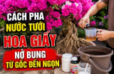 Cách pha nước tưới hoa giấy nở bung từ gốc đến ngọn