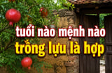 Tuổi nào - mệnh nào nên trồng lựu trước cửa để giữ lửa Tiền Tài?