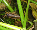 Cà cuống