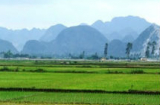 Thủ tướng cho phép lấy 1.500 ha đất lúa làm dự án