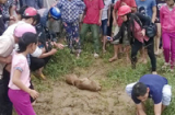 Kỳ quái bê vừa sinh có mặt giống trẻ sơ sinh