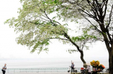 Hoa sưa đẹp tinh khôi nở trắng trời Hà Nội