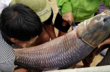 Thái Nguyên: Vô tình bắt được cá trắm 'khủng' nặng 52kg