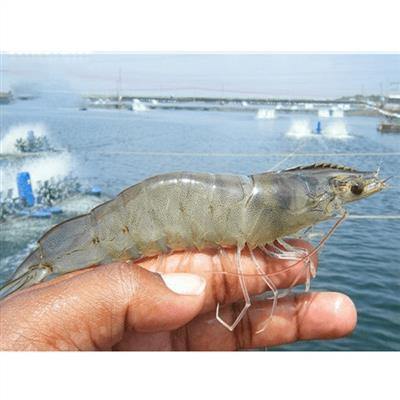 Thiều Bảo Trang thành danh nhờ hở ngực, yêu đồng giới
