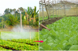 CẢNH BÁO: 5 loại rau quả mùa đông tẩm đầy hóa chất chị em nên biết để tránh