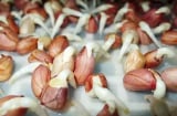 Hướng dẫn cách trồng rau mầm lạc tươi, ngon