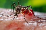 Báo động GẤP: Thêm 8 ca nữa nhiễm Zika ở Sài Gòn