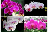 Nhất định người mệnh THỦY phải trồng cây này vừa giúp chiêu TÀI, mọi việc hanh thông cuối năm