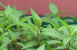 Vì sao nhà bạn dù chật hẹp cũng nên trồng cây rau răm?