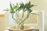 Nếu muốn cả đời PHÚ QUÝ, vận mệnh giàu sang hãy trồng ngay cây này!