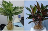 Cố tìm được loại cây này để đặt trên ban thờ giúp tài lộc, may mắn ùn ùn kéo đến trong năm mới