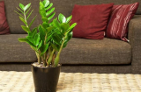Chỉ cần thêm vật này trong nhà sẽ gia tăng tài lộc đầu năm mới, tiền vào đếm không hết