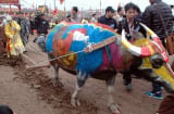 Tin phụ nữ 3/2: Cụ ông gần 90 tuổi hóa trang thành nhà vua cày ruộng khai xuân