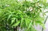 Dù nhà chật hẹp tới mấy, nhà đất hay chung cư bạn cũng nên trồng ngay cây này