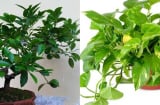 Trong nhà mà không trồng cây này chắc chắn bạn sẽ hối hận cả đời khi biết điều dưới đây