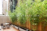 Không trồng cây này trong nhà bạn sẽ hối hận cả đời