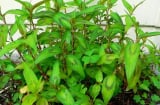 Không trồng cây này trong nhà đảm bảo bạn sẽ hối hận khi biết điều này