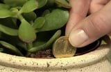 Bạn sẽ giàu sang nhanh chóng, tiền của đầy nhà khi trồng cây này trong nhà