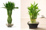 Đặt cây phất dụ ở vị trí này tài lộc, may mắn thi nhau kéo vào nhà bạn