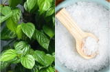 Dùng nắm lá này cả đời bạn không lo viêm nhiễm âm đạo, bệnh phụ nữ