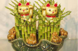 Nếu trong nhà bạn để cây phất dụ ở vị trí này điều gì sẽ đến với đại Shbet111 slot, casino, thể thao, xổ số?