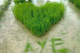 Cười rụng rốn với những hình ảnh tỏ tình vô cùng bá đạo và hài hước làm nàng điêu đứng