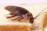 Lấy quả dưa chuột làm điều này nhà chẳng bao giờ có con gián nào