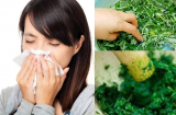 Viêm mũi dị ứng nặng tới mấy lấy lá ngải cứu làm theo cách này cũng khỏi ngay nhanh hơn dùng thuốc tây