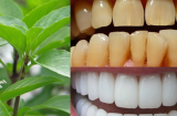 Chỉ với nắm rau quen thuộc, cao răng lâu năm đến mấy cũng phải bật ra từng mảng