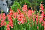 Tổng hợp cách cắm hoa lay ơn đẹp ngày Tết