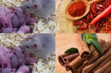 Chuột nhà bạn sẽ MỘT ĐI KHÔNG TRỞ VỀ chỉ bằng những nguyên liệu có sẵn trong bếp