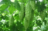 Mẹo chọn mướp đắng ( khổ qua)  thơm ngon hấp dẫn an toàn cho ngày tết