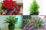 Con giáp này TÀI LỘC CỰC VƯỢNG, TRẮNG TAY CŨNG THÀNH ĐẠI GIA nhờ biết chọn cây hợp phong thủy