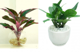 KHÓ MẤY cũng phải tìm ra 4 LOẠI CÂY VÀNG NGỌC này đặt lên bàn thờ để TÀI LỘC, MAY MẮN đua nhau về