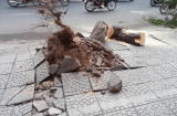 Cây xanh bất ngờ bật gốc đè bẹp 2 xe máy, 3 người bị thương nặng