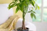 Trồng được cây này trong nhà, cả năm TÀI LỘC VÔ BIÊN, ĐẾM TIỀN MỎI CẢ TAY