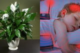 10 loại cây hút sóng và bức xạ có hại nên trồng trong nhà