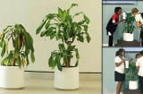 Thí nghiệm thú vị của IKEA yêu cầu mọi người “miệt thị” một cái cây và kết quả bất ngờ sau 30 ngày