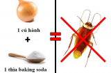 10 cách đuổi sạch gián khỏi căn bếp không cần dùng hóa chất