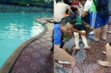 Bất an khi bể bơi nghi bị rò điện, nhiều người bị điện giật