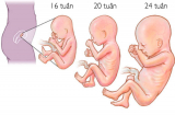 Chế độ ăn theo từng thai kỳ để vào con không vào mẹ