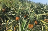 Dứa gai 'giá rẻ như cho', người dân lao đao mặc kệ dứa chín thối trên đồng