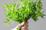 Bị 14 bệnh này chỉ cần ăn rau ngổ là khỏi