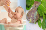 Bật mí tác dụng không ngờ của lá tía tô với trẻ sơ sinh vào mùa hè