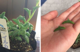 10 loại cây độc đáo ngỡ chỉ có ở thế giới cổ tích được cộng đồng mạng săn lùng
