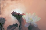 Muốn cả đời hưởng may mắn, bình an, giàu có, trong lòng chỉ cần ghi nhớ điều này là đủ