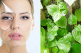 Loại rau nhiều người tưởng rau dại đem nhổ bỏ, lại có giá bán đắt hơn thịt và công dụng thần kỳ thế này!
